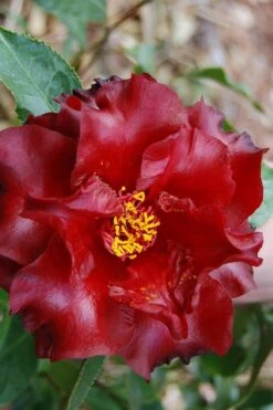 Black Magic Camellia Japonica - 7 Gallon Pot (2-3') -Wilson Bros Gardens Camellia Black Magic 2 1