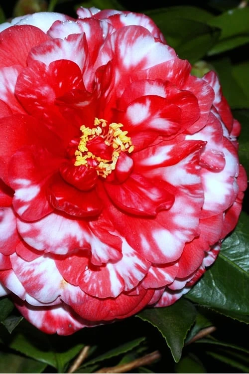 Bobbie Fain Red & White Variegated Camellia Japonica - 3 Gallon Pot 3 Bobbie Fain Red & White Variegated Camellia Japonica - 3 Gallon Pot