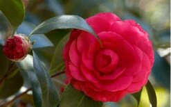 C. M. Hovey Camellia Japonica - 3 Gallon Pot -Wilson Bros Gardens Camellia C M Hovey 1