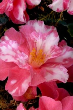Coral Delight Camellia Hybrid - 1 Gallon Pot -Wilson Bros Gardens Camellia Coral Delight 15