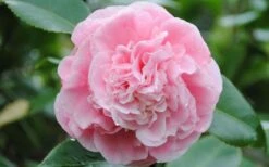 Debutante Pink Camellia Japonica - 6 Pack Of 1 Gallon Pots -Wilson Bros Gardens Camellia Debutante Closeup Flower 3