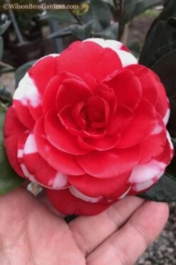 Dixie Knight Supreme Camellia Japonica - 3 Gallon Pot 13 Dixie Knight Supreme Camellia Japonica - 3 Gallon Pot -Wilson Bros Gardens Camellia Dixie Knight 10
