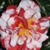 Dixie Knight Supreme Camellia Japonica - 3 Gallon Pot -Wilson Bros Gardens Camellia Dixie Knight Supreme 1