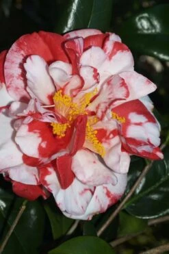 Dixie Knight Supreme Camellia Japonica - 3 Gallon Pot 12 Dixie Knight Supreme Camellia Japonica - 3 Gallon Pot -Wilson Bros Gardens Camellia Dixie Knight Supreme 67