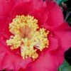 Dr. J.C. Raulston Camellia Japonica - 7 Gallon Pot -Wilson Bros Gardens Camellia Dr JC Raulston 10