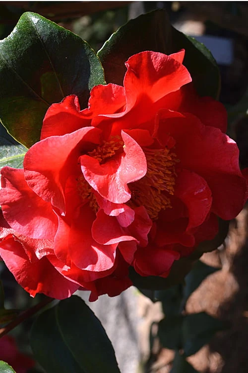 Frank Brownlee Camellia - 3 Gallon Pot 6 Frank Brownlee Camellia - 3 Gallon Pot - Image 4