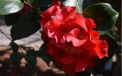 Frank Brownlee Camellia - 3 Gallon Pot 11 Frank Brownlee Camellia - 3 Gallon Pot -Wilson Bros Gardens Camellia Frank Brownlee 3