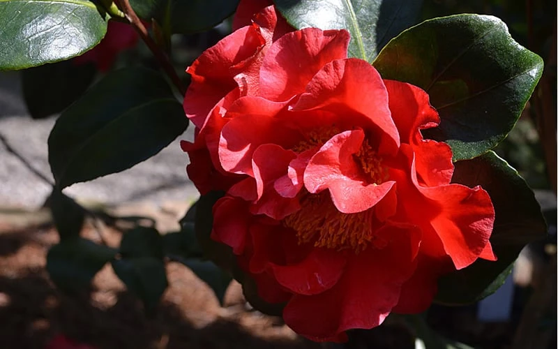 Frank Brownlee Camellia - 3 Gallon Pot 7 Frank Brownlee Camellia - 3 Gallon Pot - Image 5