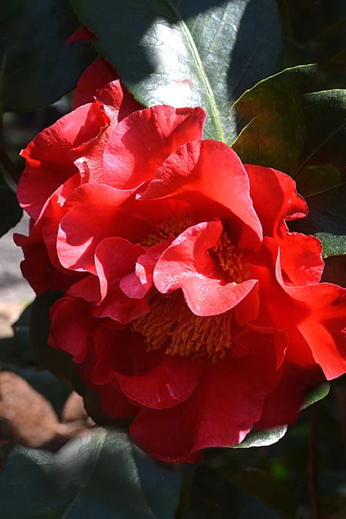 Frank Brownlee Camellia - 3 Gallon Pot 3 Frank Brownlee Camellia - 3 Gallon Pot
