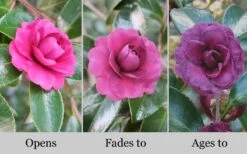 Green's Blues Dwarf Camellia Sasanqua - 1 Gallon Pot -Wilson Bros Gardens Camellia Greens Blues 10 1