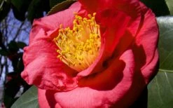 Greensboro Red Camellia Japonica - 1 Gallon Pot -Wilson Bros Gardens Camellia Greensboro Red 1