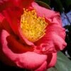 Greensboro Red Camellia Japonica - 1 Gallon Pot -Wilson Bros Gardens Camellia Greensboro Red 1 500x750 1