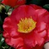 Gunsmoke Camellia Japonica - 3 Gallon Pot -Wilson Bros Gardens Camellia Gunsmoke 8