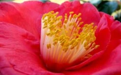 Gunsmoke Camellia Japonica - 3 Gallon Pot -Wilson Bros Gardens Camellia Gunsmoke Closeup Flower 3