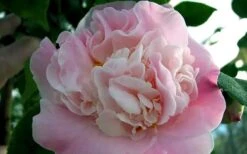 High Fragrance Camellia Hybrid - 3 Gallon Pot -Wilson Bros Gardens Camellia High Fragrance 5 1
