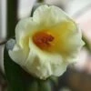 Kicho Yellow Camellia Japonica - 3 Gallon Pot -Wilson Bros Gardens Camellia Kicho 1