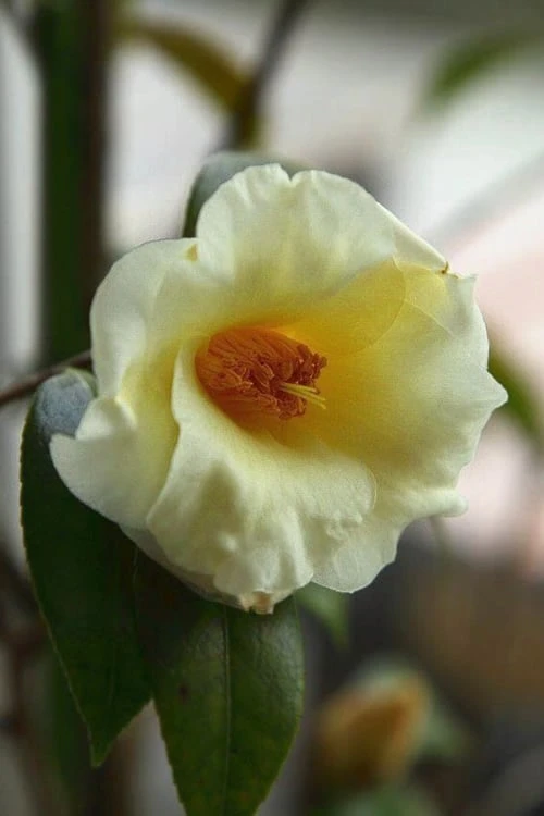 Kicho Yellow Camellia Japonica - 3 Gallon Pot 3 Kicho Yellow Camellia Japonica - 3 Gallon Pot