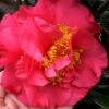 Kramers Supreme Red Double Camellia Japonica - 3 Gallon Pot -Wilson Bros Gardens Camellia Kramers Supreme 11
