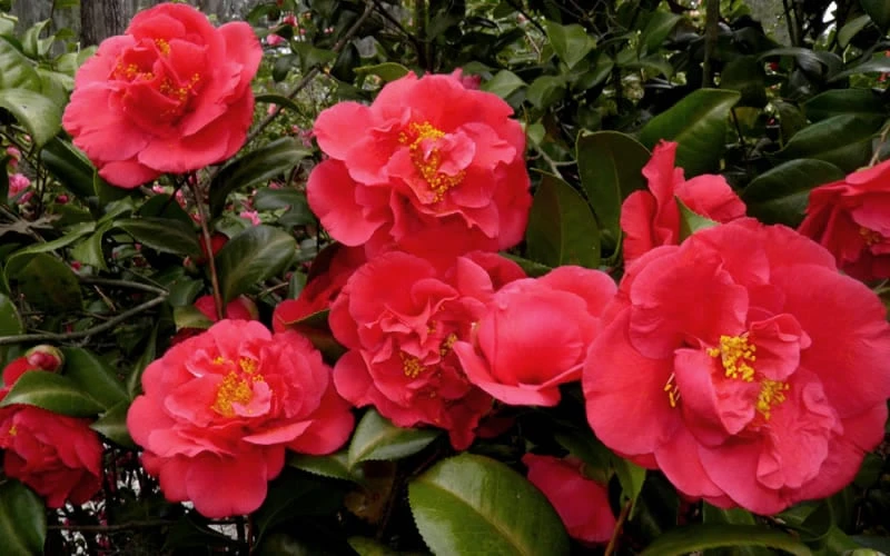 Kramers Supreme Red Double Camellia Japonica - 3 Gallon Pot 6 Kramers Supreme Red Double Camellia Japonica - 3 Gallon Pot - Image 4