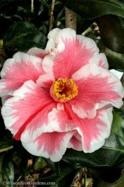 Lady Vansittart Multicolor Camellia Japonica - 1 Gallon Pot -Wilson Bros Gardens Camellia Lady Vansittart 12