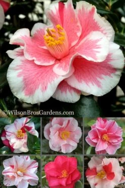 Lady Vansittart Multicolor Camellia Japonica - 1 Gallon Pot -Wilson Bros Gardens Camellia Lady Vansittart 500x750 1