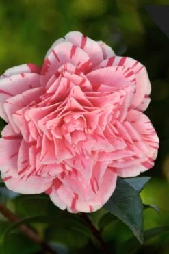 Les Marbury Camellia Japonica - 3 Gallon Pot 11 Les Marbury Camellia Japonica - 3 Gallon Pot -Wilson Bros Gardens Camellia Les Marbury 3