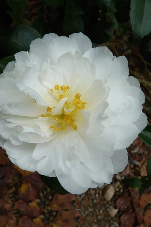 Mine No Yuki Camellia Sasanqua - 3 Gallon Pot 3 Mine No Yuki Camellia Sasanqua - 3 Gallon Pot