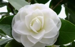 Morning Glow Camellia Japonica - 1 Gallon Pot -Wilson Bros Gardens Camellia Morning Glow 800x500 1