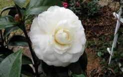Morning Glow Camellia Japonica - 1 Gallon Pot -Wilson Bros Gardens Camellia Morning Glow 9