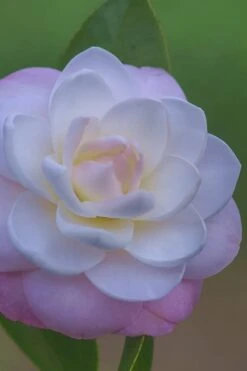 October Affair Camellia Japonica - 3 Gallon Pot -Wilson Bros Gardens Camellia October Affair 6