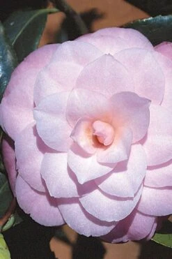 October Affair Camellia Japonica - 3 Gallon Pot -Wilson Bros Gardens Camellia October Affair 8