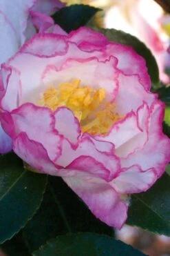 October Magic Inspiration Camellia - 2 Gallon Pot -Wilson Bros Gardens Camellia October Inspiration