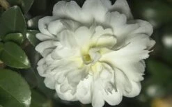 October Magic Ivory Camellia - 2 Gallon Pot -Wilson Bros Gardens Camellia October Magic Ivory