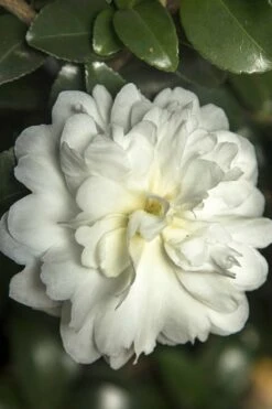 October Magic Ivory Camellia - 2 Gallon Pot