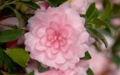 October Magic Pink Perplexion Camellia - 1 Gallon Pot -Wilson Bros Gardens Camellia October Magic Pink Perplexion