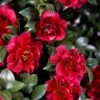 October Magic Ruby Camellia - 1 Gallon Pot -Wilson Bros Gardens Camellia October Magic Ruby 20