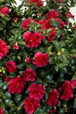 October Magic Ruby Camellia - 1 Gallon Pot 12 October Magic Ruby Camellia - 1 Gallon Pot -Wilson Bros Gardens Camellia October Magic Ruby 27