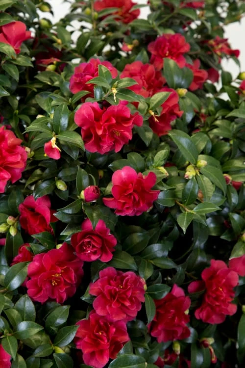 October Magic Ruby Camellia - 1 Gallon Pot 7 October Magic Ruby Camellia - 1 Gallon Pot - Image 5