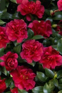 October Magic Ruby Camellia - 1 Gallon Pot 13 October Magic Ruby Camellia - 1 Gallon Pot -Wilson Bros Gardens Camellia October Magic Ruby 28