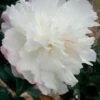 October Magic Snow Camellia - 2.5 Quart Pot -Wilson Bros Gardens Camellia October Magic Snow 5