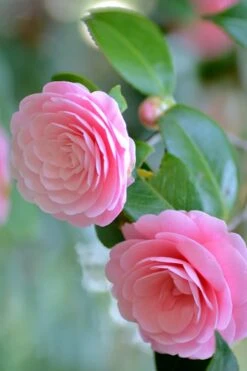 Otome Pink Camellia Japonica - 1 Gallon Pot 11 Otome Pink Camellia Japonica - 1 Gallon Pot -Wilson Bros Gardens Camellia Otome 1