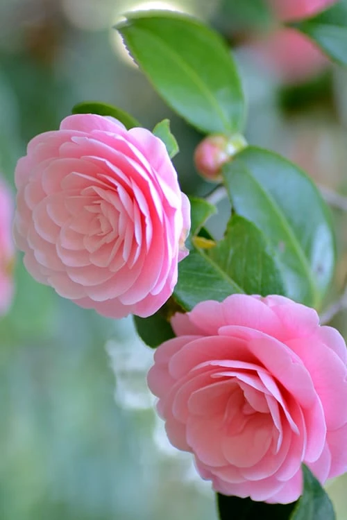 Otome Pink Camellia Japonica - 1 Gallon Pot 7 Otome Pink Camellia Japonica - 1 Gallon Pot - Image 5