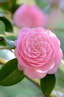 Otome Pink Camellia Japonica - 1 Gallon Pot 10 Otome Pink Camellia Japonica - 1 Gallon Pot -Wilson Bros Gardens Camellia Otome 2