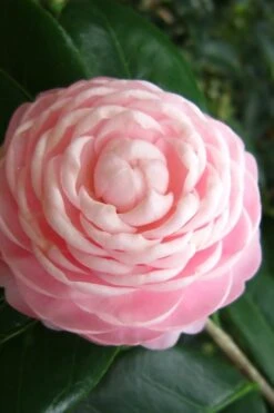 Pink Perfection Camellia Japonica - 7 Gallon Pot (3-4') -Wilson Bros Gardens Camellia Pink Perfection 27