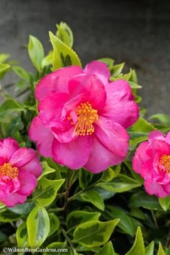 Royal Flush Shi Shi Variegated Camellia Sasanqua - 3 Gallon Pot