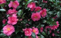 Shishi Gashira Dwarf Camellia Sasanqua - 2 Gallon Pot 16 Shishi Gashira Dwarf Camellia Sasanqua - 2 Gallon Pot -Wilson Bros Gardens Camellia Shishi Gashira 24 1