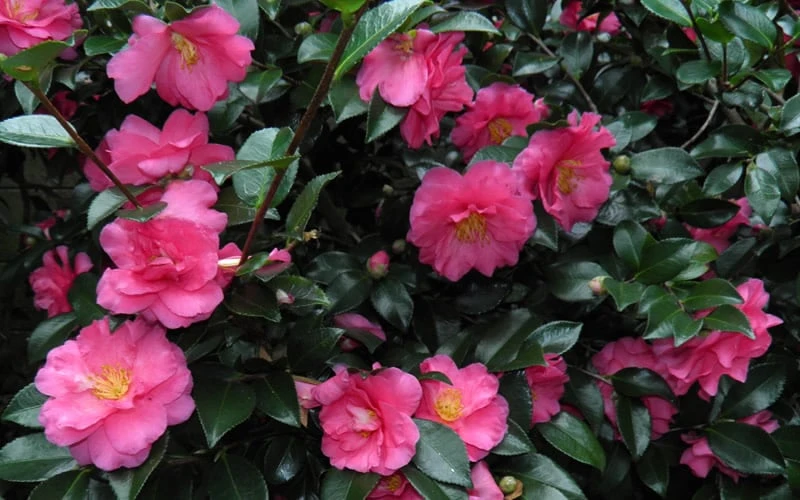 Shishi Gashira Dwarf Camellia Sasanqua - 7 Gallon Pot 9 Shishi Gashira Dwarf Camellia Sasanqua - 7 Gallon Pot - Image 7