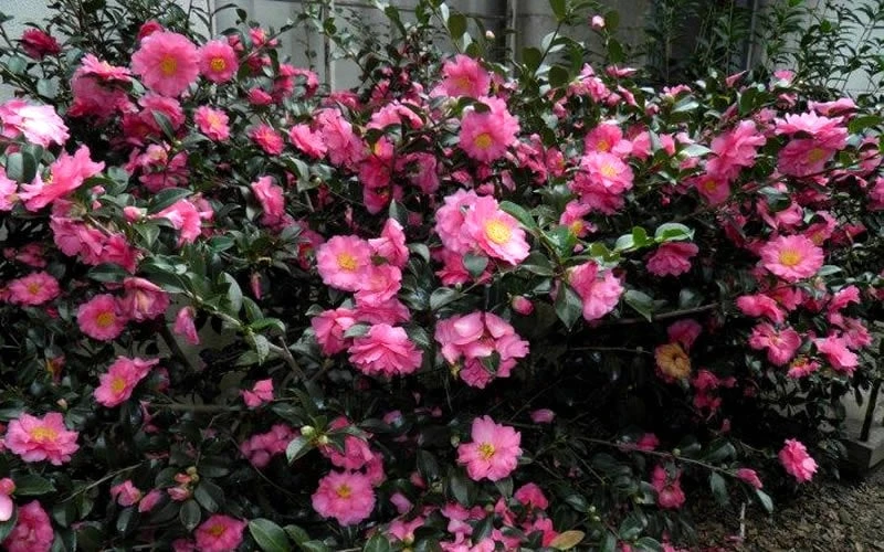 Shishi Gashira Dwarf Camellia Sasanqua - 7 Gallon Pot 10 Shishi Gashira Dwarf Camellia Sasanqua - 7 Gallon Pot - Image 8