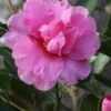 Showa No Sakae Dwarf Camellia Sasanqua - 3 Gallon Pot 2 Showa No Sakae Dwarf Camellia Sasanqua - 3 Gallon Pot -Wilson Bros Gardens Camellia Showa No Sakae 11