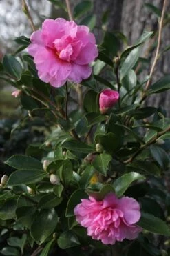 Showa No Sakae Dwarf Camellia Sasanqua - 3 Gallon Pot -Wilson Bros Gardens Camellia Showa No Sakae 12
